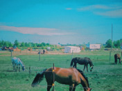 Horses