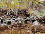 Greenery - Back in Summer