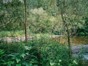 Greenery - Back in Summer