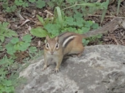 Squirrel or Chipmunk? 