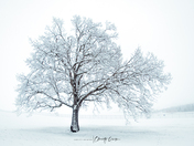 Winter Tree