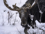 Algonquin Bull Moose During Winter
