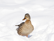 previous entry