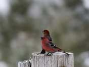 Pine Grosbeak