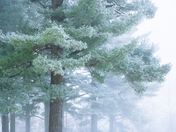 Frost Giants