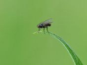 previous entry