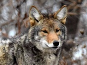Coyote in the wild