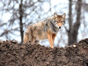 Coyote