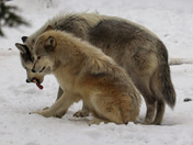 A pair of grey wolves