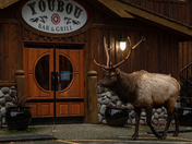 A stroll through town