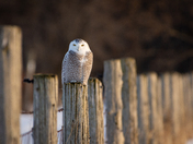 Snowy Owl On Fence Post