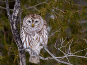Barred Owl