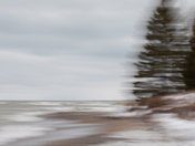 Movement in the trees
