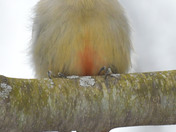 Red Bellied Woodpecker