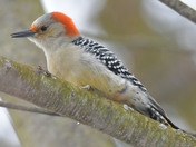 Red Bellied Woodpecker