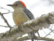 Red Bellied Woodpecker