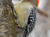 Red Bellied Woodpecker