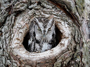 Groggy Eastern-Screech Owl