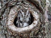 Sleepy Eastern Screech-Owl