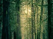 Walk in the Rain Forest