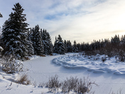 Fresh Snow in the Boreal Forest