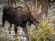 Emerging Moose