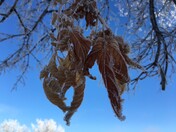 Freezing Fog Aftermath