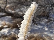 January Frost 