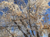 Frosty Manitoba Maple
