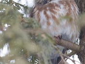 Northern Saw-whet Owl
