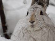 Snowshoe Hare