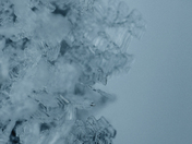 Close Up Snowflake 