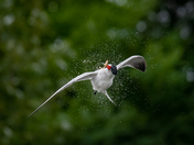 previous entry