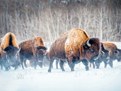 Bison Herd in a Prairie Storm