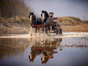 Clydesdale Team and Carriage and reflection