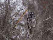 Great Grey Owl Encounter