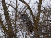 Great Grey Owl Encounter