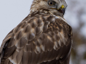 Rough-Legged Hawk Portrait