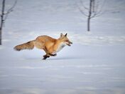 Red Fox running.
