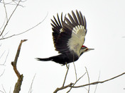 Pileated Woodpecker