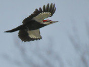 Pileated Woodpecker