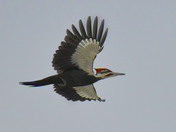 Pileated Woodpecker