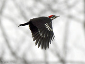 Pileated Woodpecker