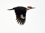 Pileated Woodpecker