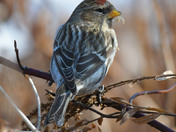 Redpolls