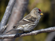 Redpolls