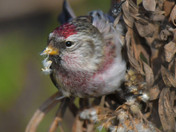 Redpolls