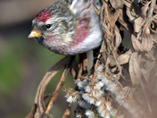 Redpolls