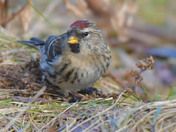 Redpolls
