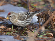 Redpolls